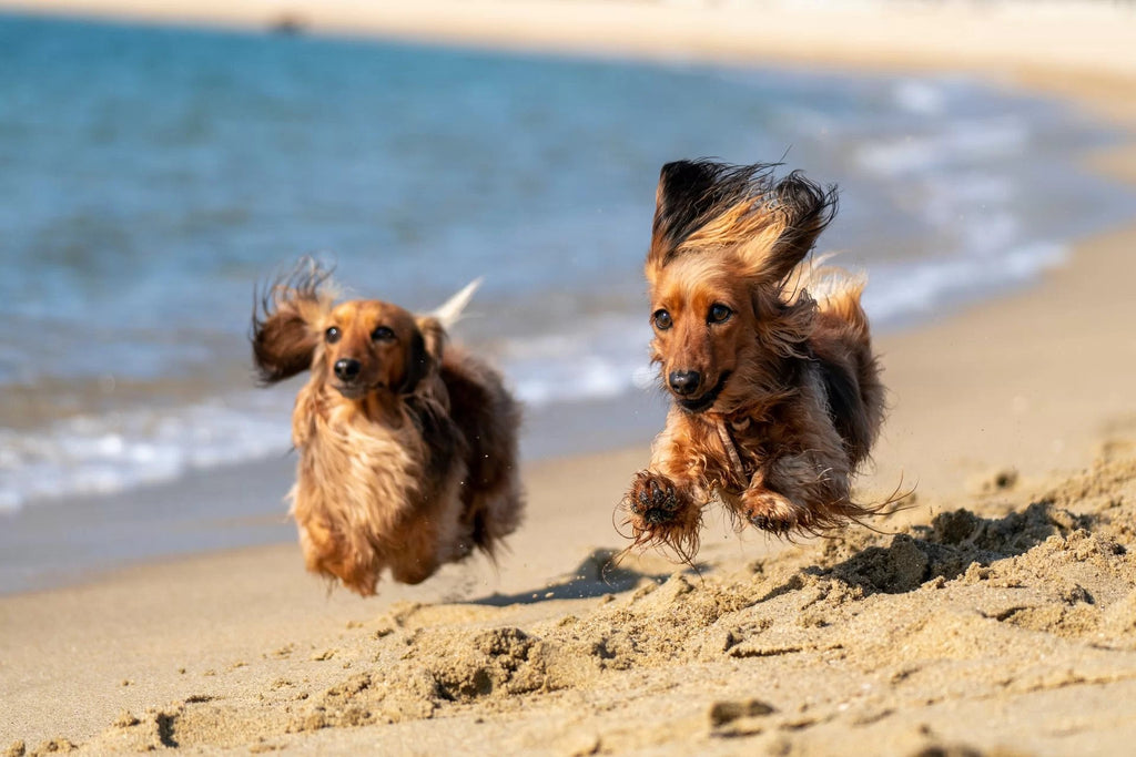 Dogs enjoying summer on a beach in Cornwall