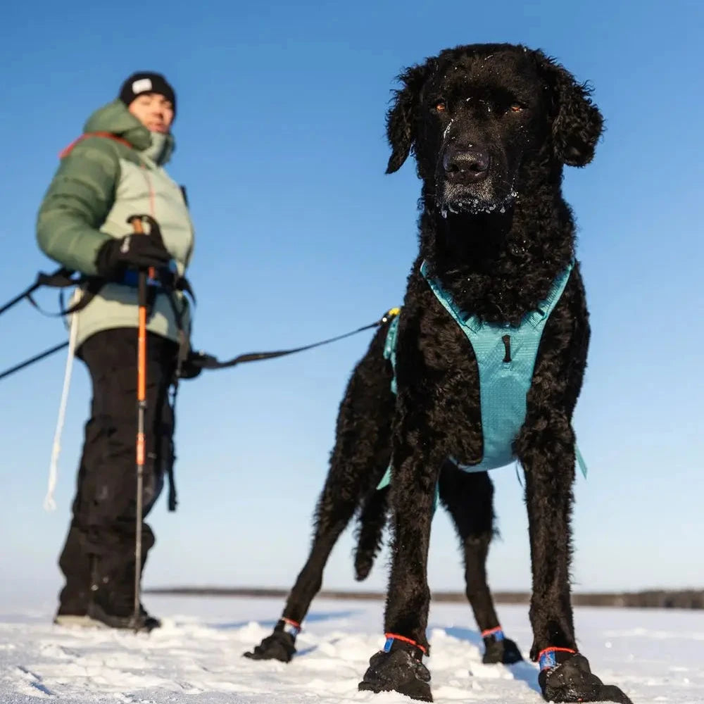 Person and black dog on a frozen lake with clear blue sky