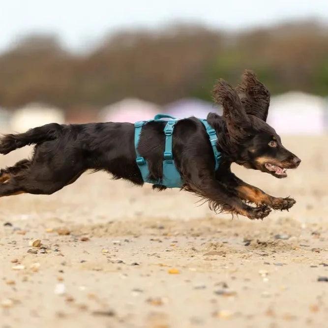 Dog running on sand with a blurred background