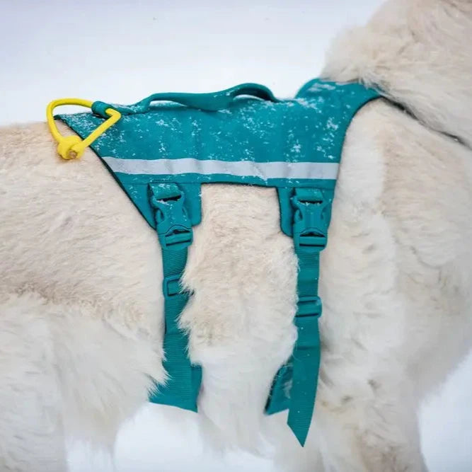 Dog wearing a teal harness with yellow accents on a snowy background