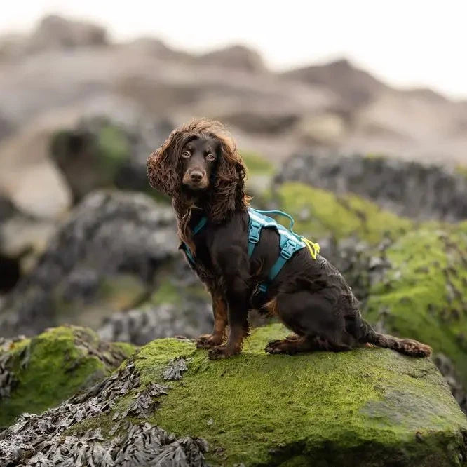 Dog wearing a harness on a rocky outcrop with a blurred natural background