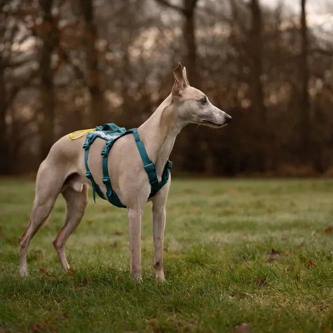 Dog wearing a green harness standing on grass with trees in the background