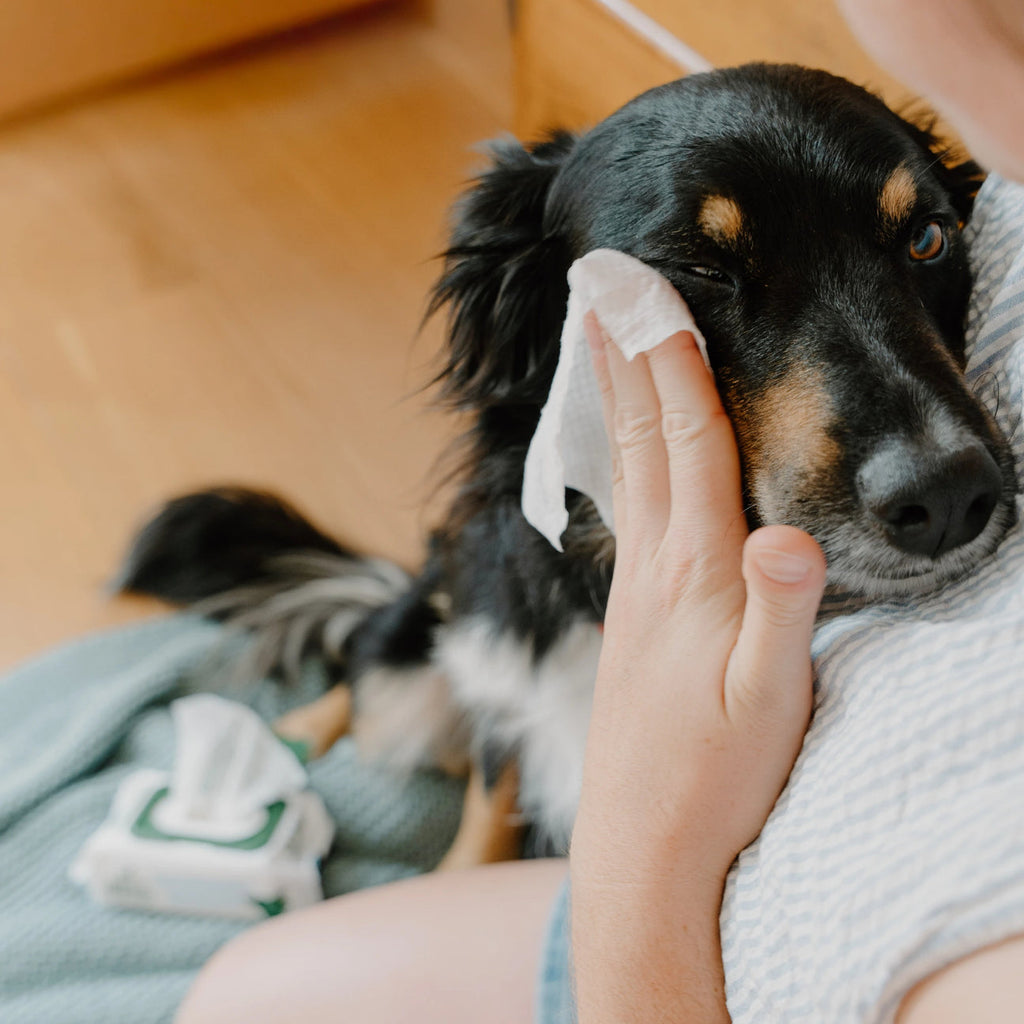 Dog Eye Cleaning Wipes - Slickers ◊ Doghouse