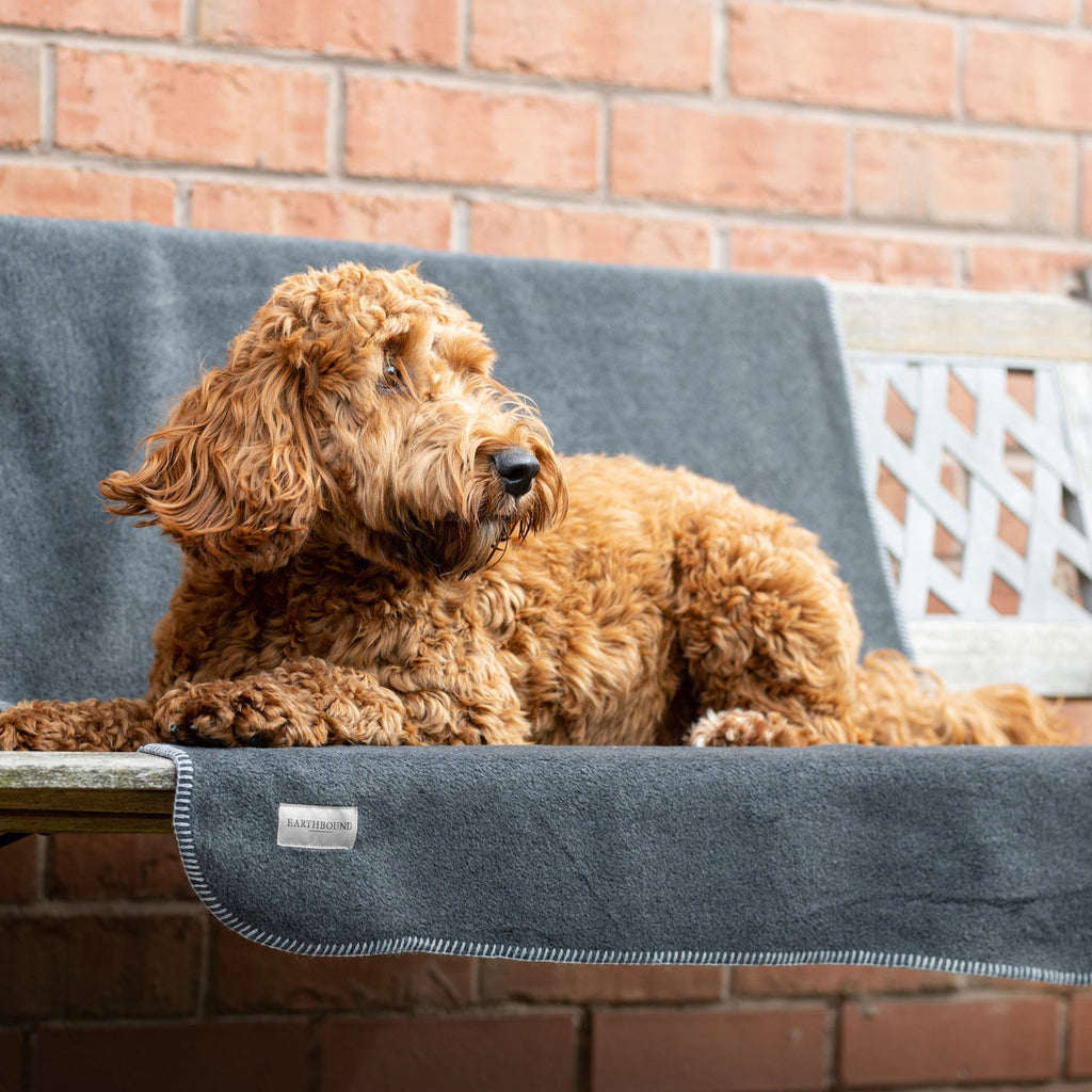 Dog lying on a blue pet bed against a brick wall.