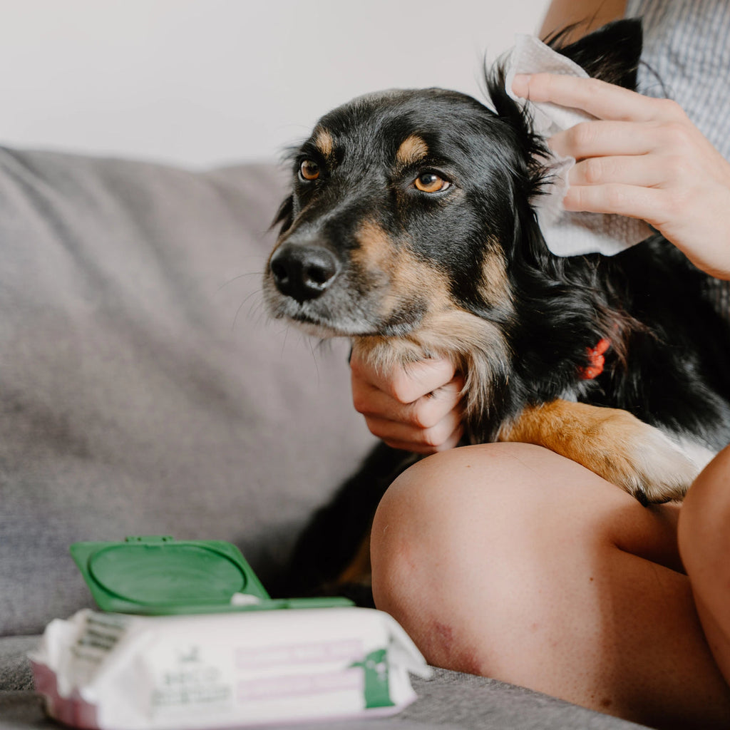 Dog Ear Cleaning Wipes - Slickers ◊ Doghouse
