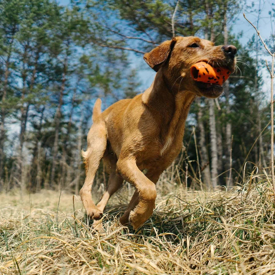 Dog running outdoors with an orange ball in its mouth, surrounded by trees and grass.
