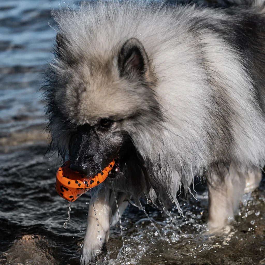 Dog playing in water with an orange toy