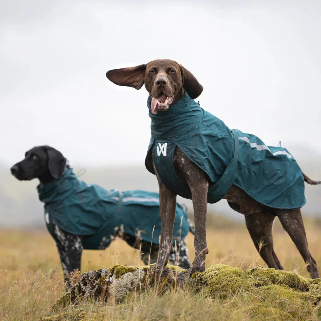 Two dogs wearing teal raincoats standing on a grassy field with mountains in the background.