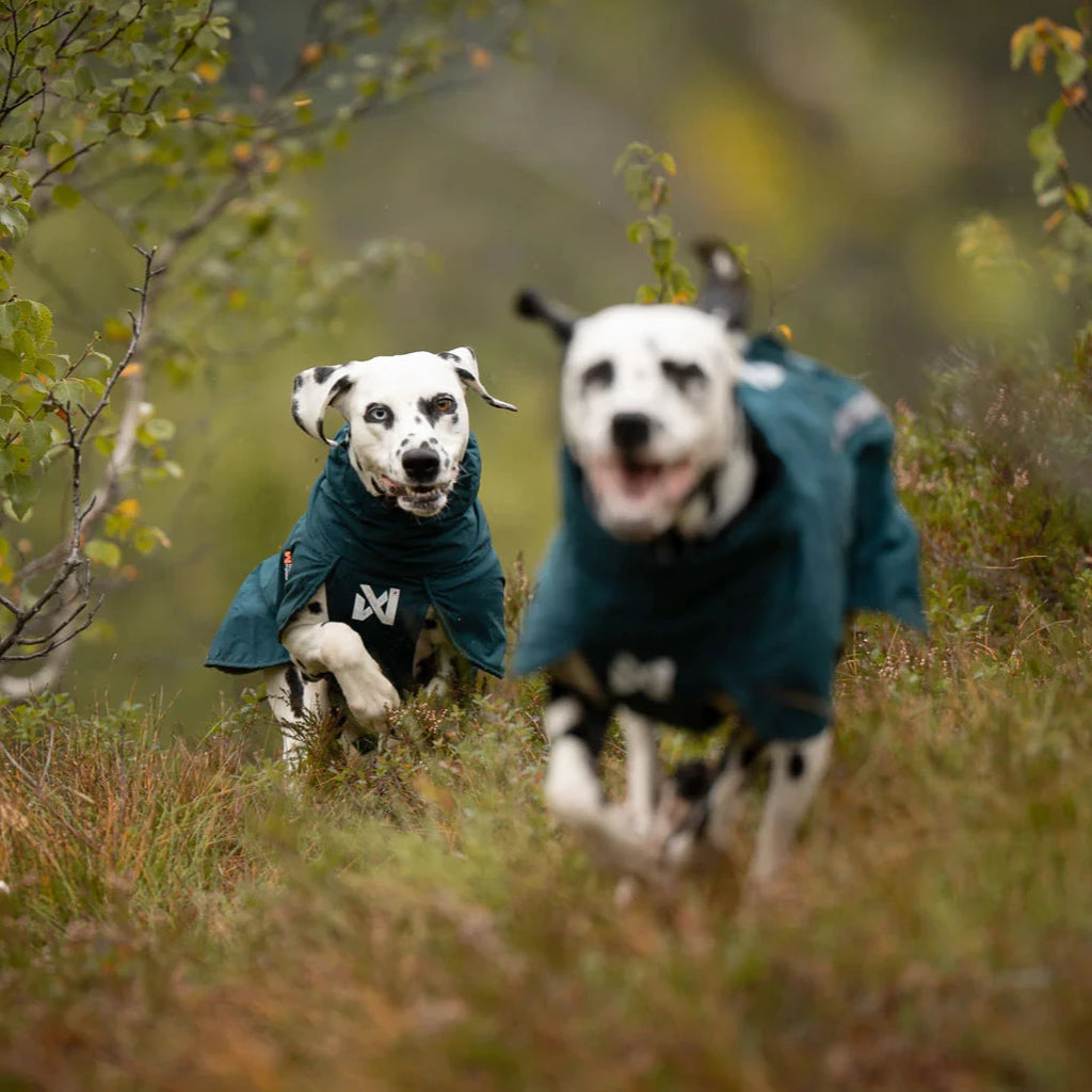 Two dogs in blue coats running through a grassy field with trees in the background.