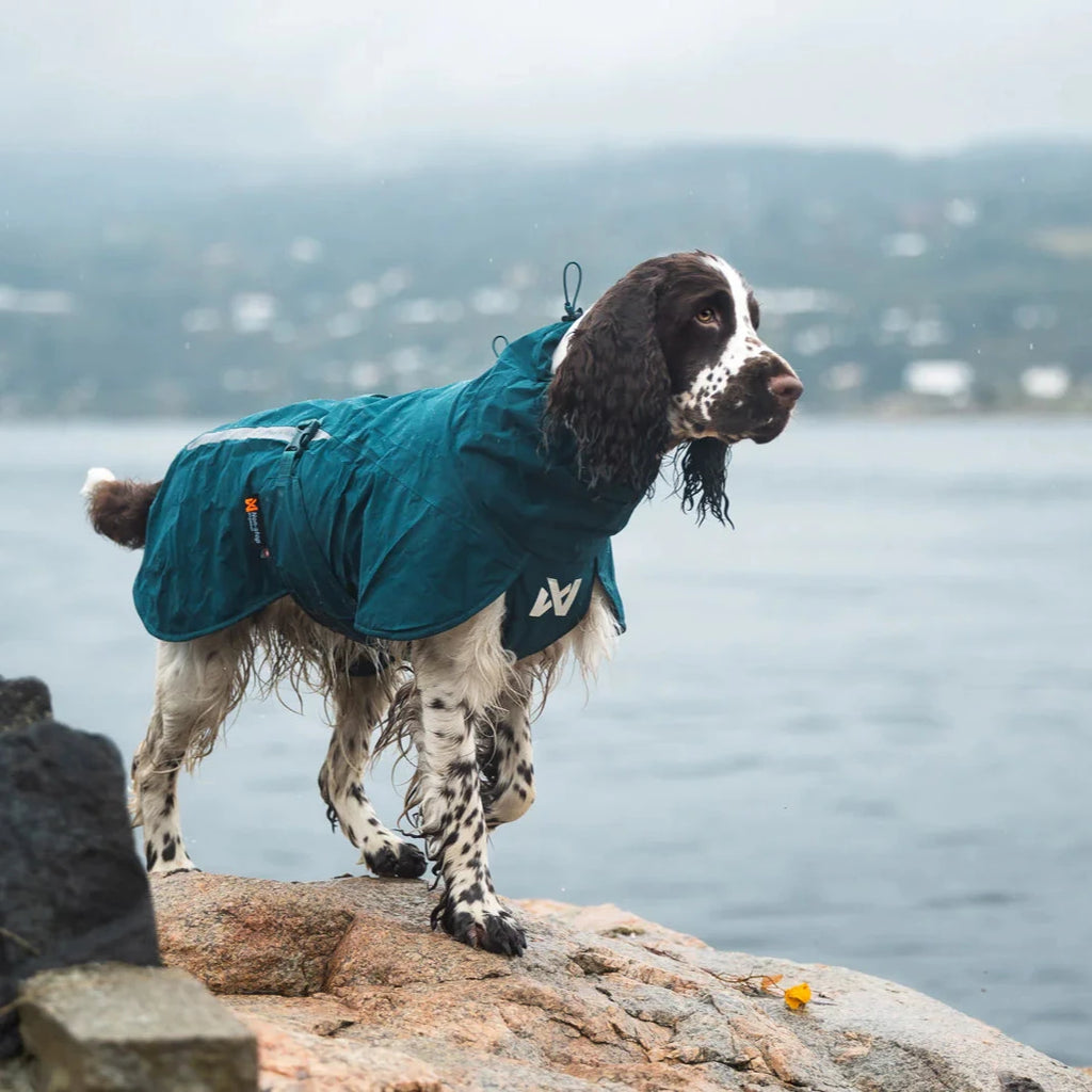 Dog wearing a teal raincoat standing on a rock by a body of water.