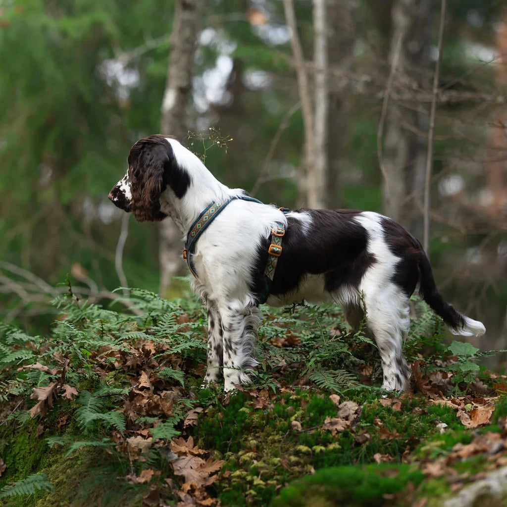 Dog standing on a forest floor with greenery and trees in the background