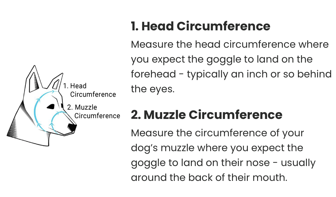 Rex Specs Dog Goggles V2 - Riptide Purple measuring guide