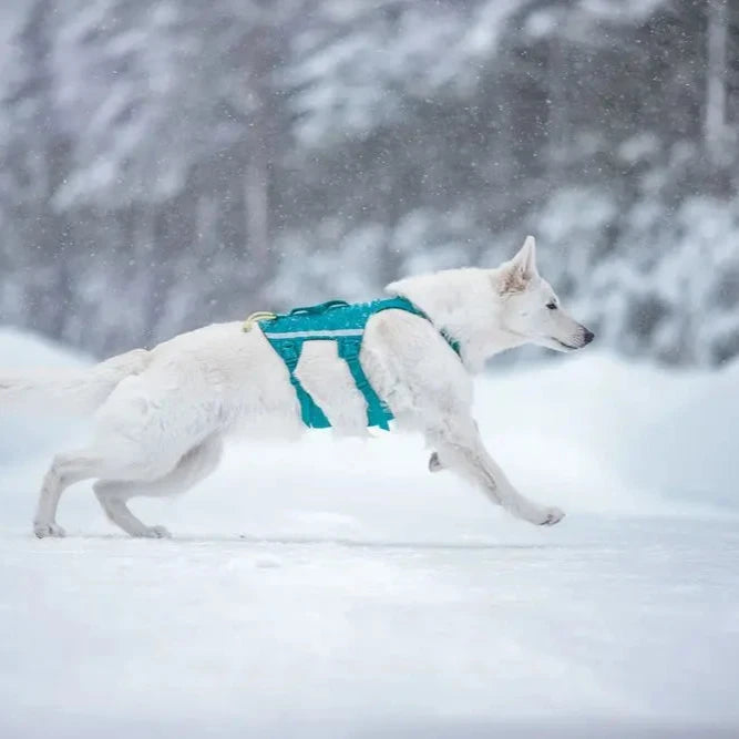 White dog running in the snow with a teal harness