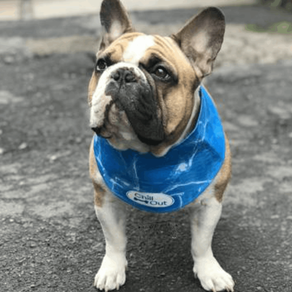 AFP Chill Out Bandana - Slickers ◊ Doghouse