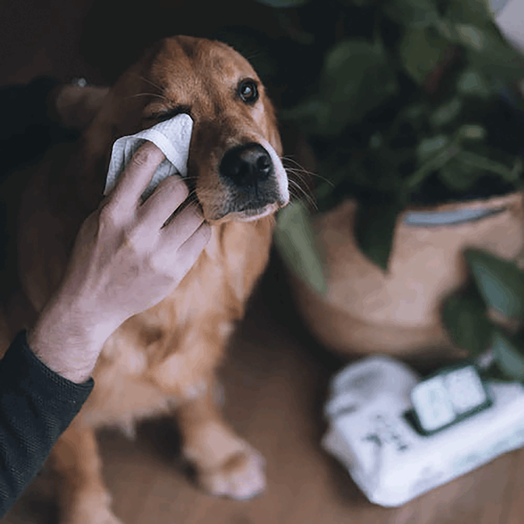 Bamboo Dog Wipes | Coconut Scented 80 Pack - Slickers ◊ Doghouse