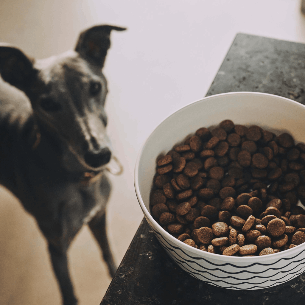 Beco Wild Caught Cod & Haddock with Kale & Chickpeas Dry Adult Dog Food - Slickers ‚óä Doghouse