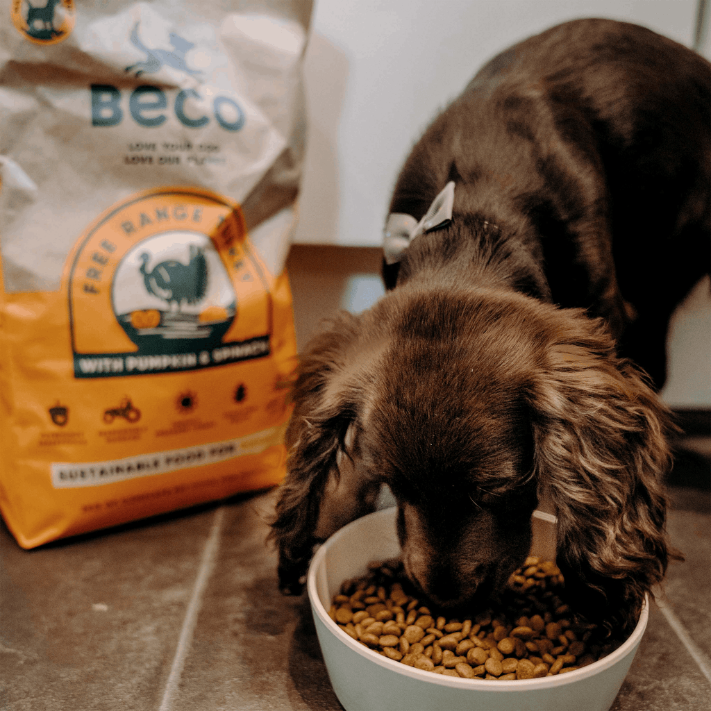 Beco Free Range Turkey with Pumpkin & Spinach Dry Food for Puppies - Slickers ◊ Doghouse
