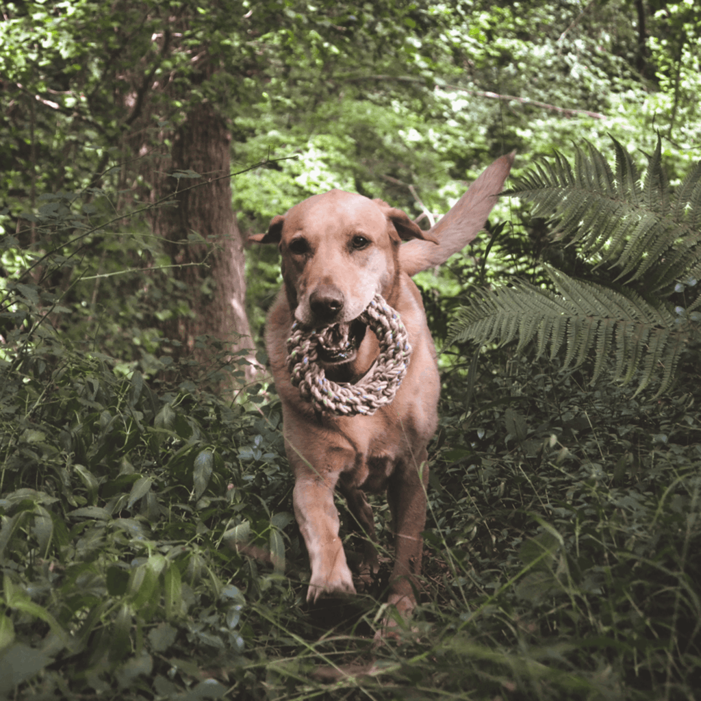 Beco Hemp Jungle Ring - Slickers ◊ Doghouse