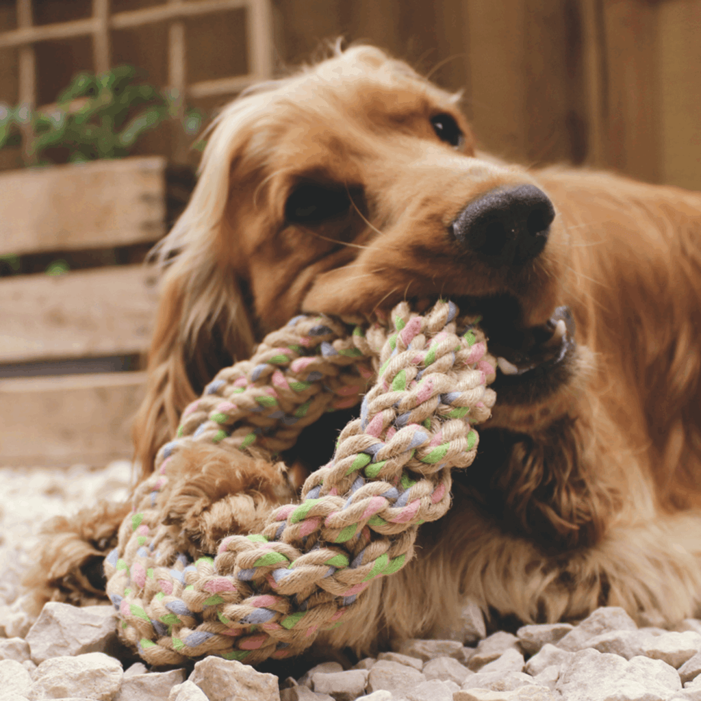 Beco Hemp Jungle Ring - Slickers ◊ Doghouse