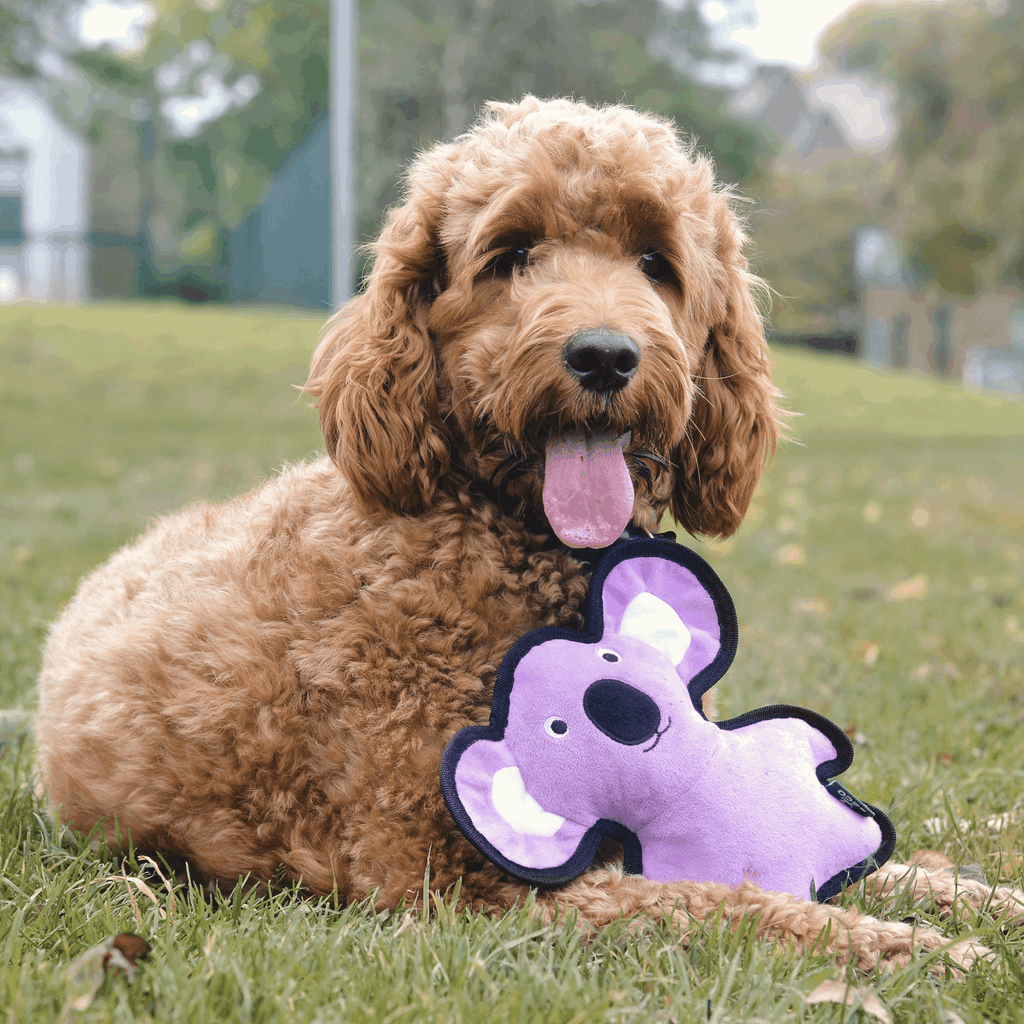 Beco Rough & Tough Recycled Dog Toy, Koala - Slickers ◊ Doghouse