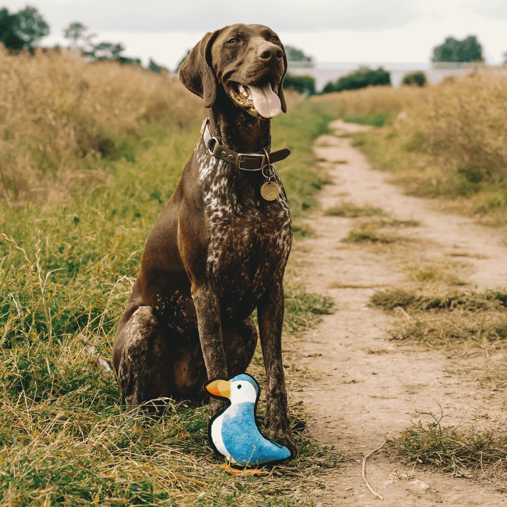 Beco Rough & Tough Recycled Dog Toy, Puffin - Slickers ◊ Doghouse
