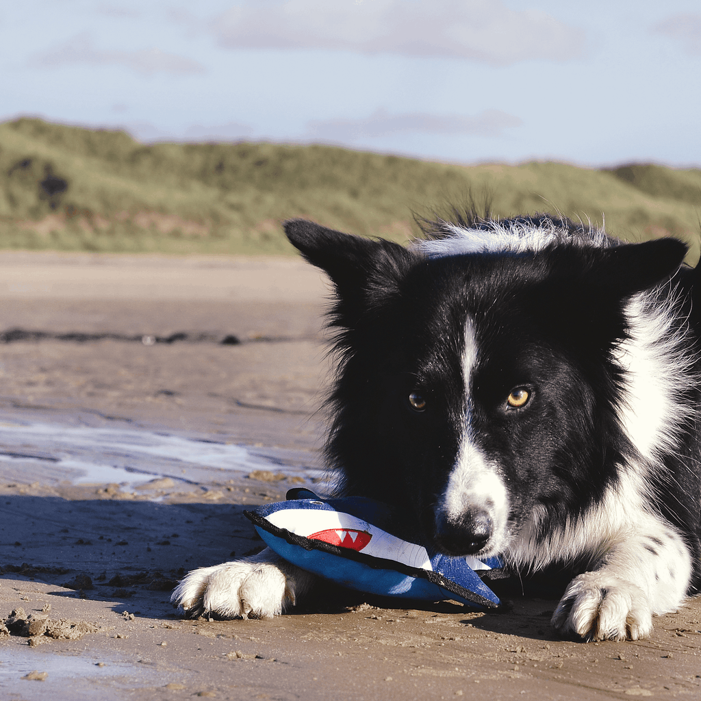 Beco Rough & Tough Recycled Dog Toy, Shark - Slickers ◊ Doghouse