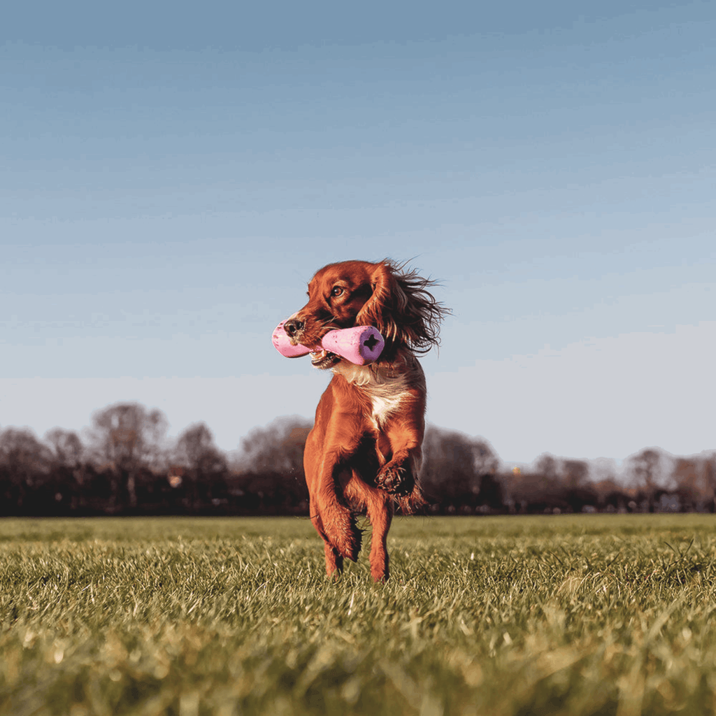 Beco Rubber Toys Beco Natural Rubber Bone