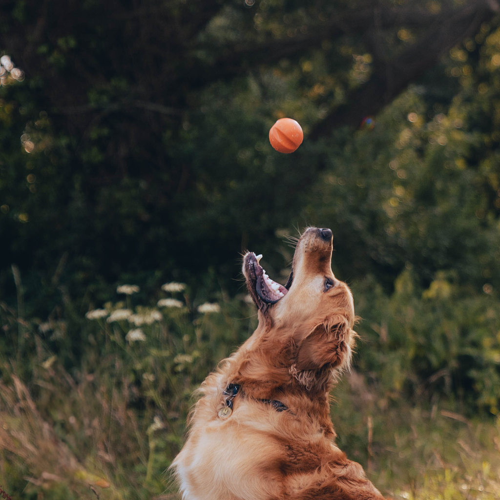 Natural Rubber Fetch Ball - Slickers ‚óä Doghouse