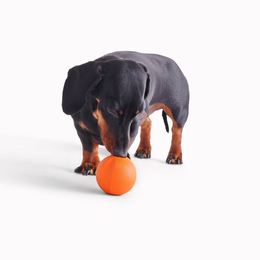 Natural Rubber Fetch Ball - Slickers ‚óä Doghouse