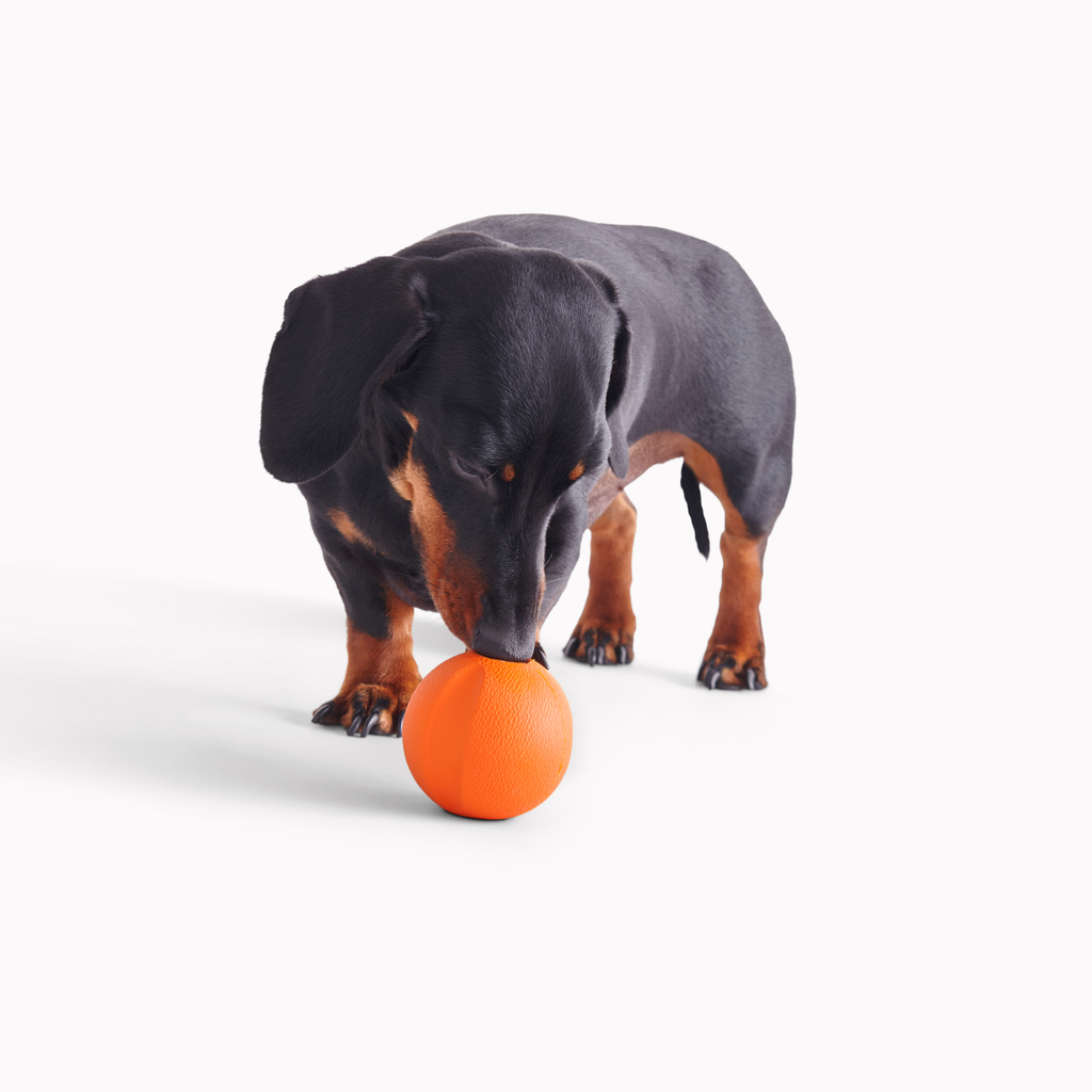 Beco Rubber Toys Natural Rubber Fetch Ball
