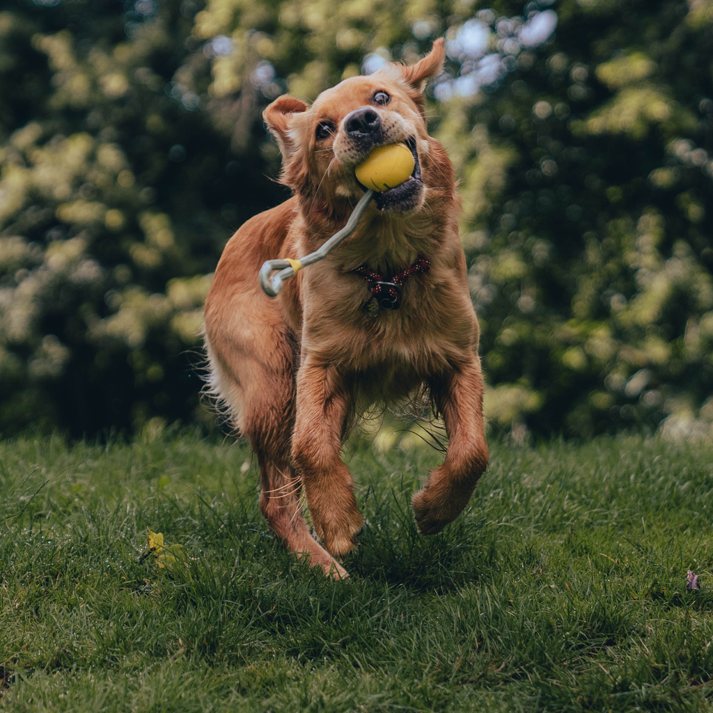 Natural Rubber Slinger Ball - Slickers ‚óä Doghouse