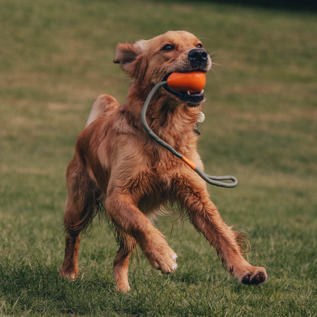 Natural Rubber Slinger Pebble - Slickers ‚óä Doghouse