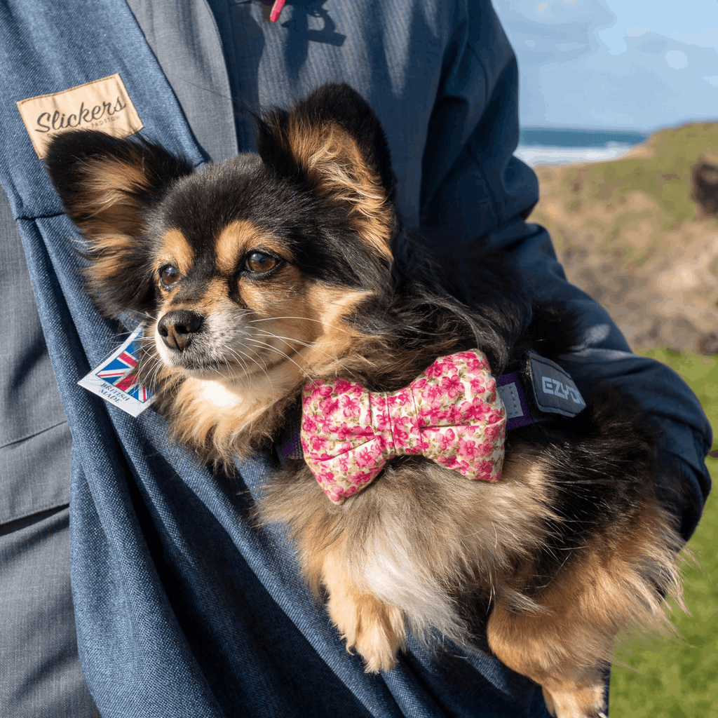 BlossomCo Bowties - Slickers ‚óä Doghouse