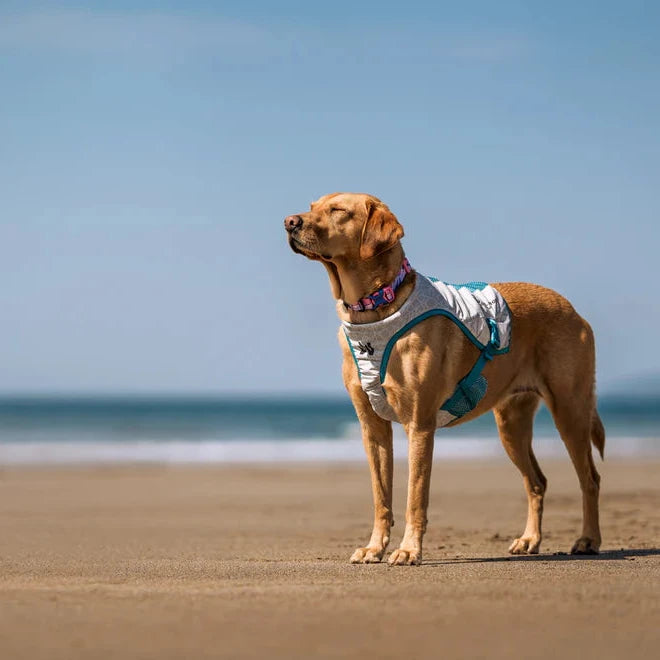 Dog standing on a sandy beach with a clear blue sky
