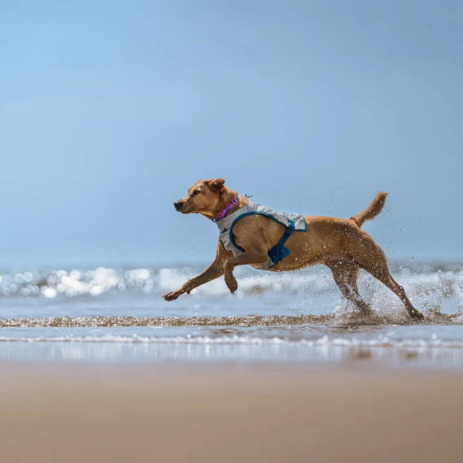Dog running on a beach with waves and clear sky
