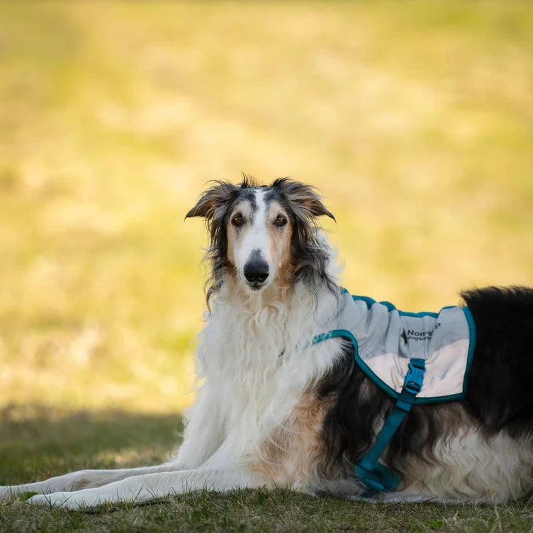 Dog wearing a harness sitting on grass with a blurred natural background