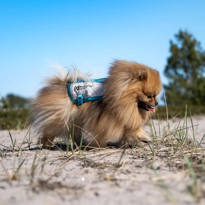 Small dog wearing a harness on a sandy beach with trees in the background