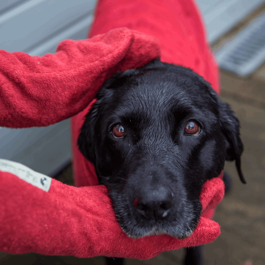 Cotton Towelling Drying Mitts - Slickers ◊ Doghouse