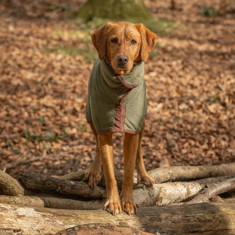 Dog Drying Coat - Dachshund Collection - Slickers ◊ Doghouse