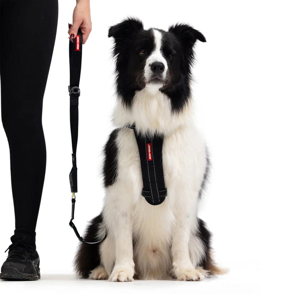 Drive Click Lead Handle - Slickers ◊ Doghouse