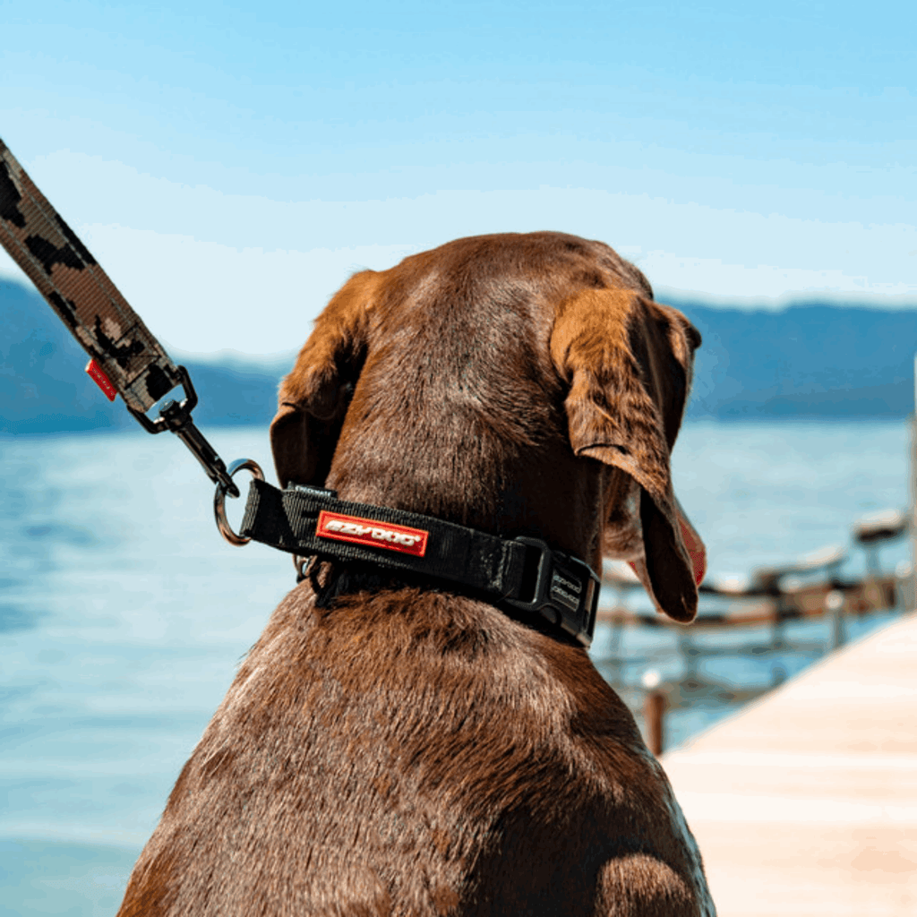 EzyDog Collar Checkmate Collar