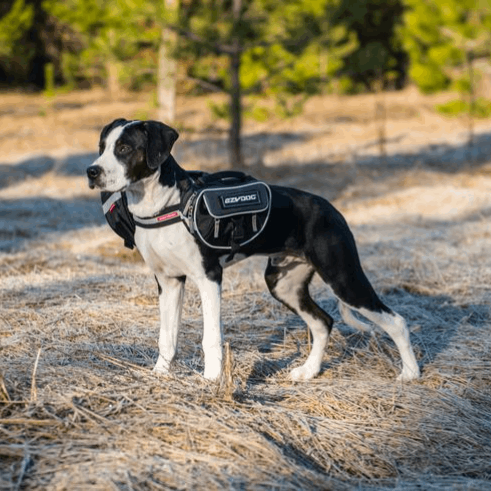 Ezydog convert harness hotsell