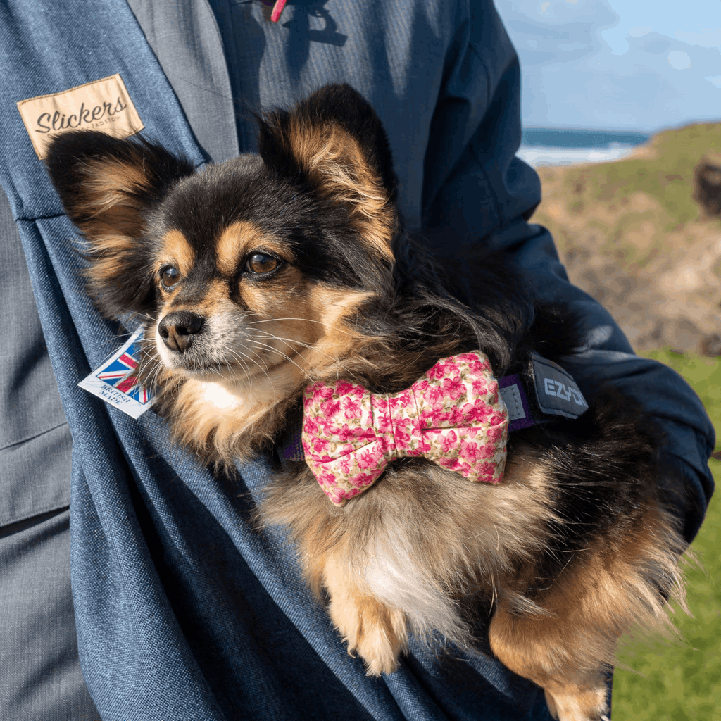 Firle Bowtie - Slickers ◊ Doghouse