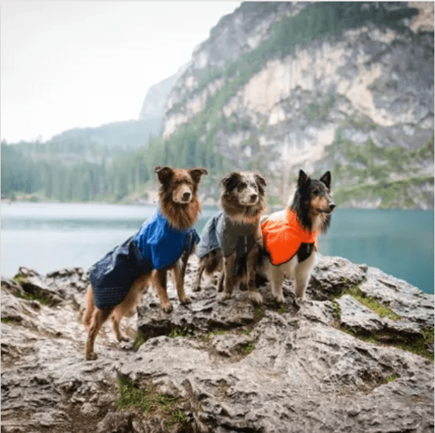 Fjord Raincoat in Five Colours - Slickers ◊ Doghouse