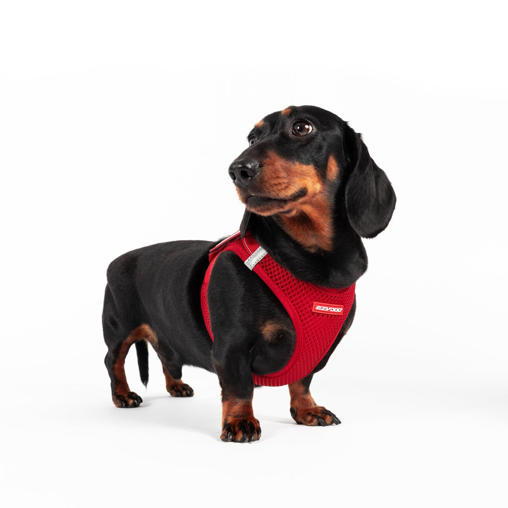 FORMFIT® Mesh Harness - Slickers ◊ Doghouse