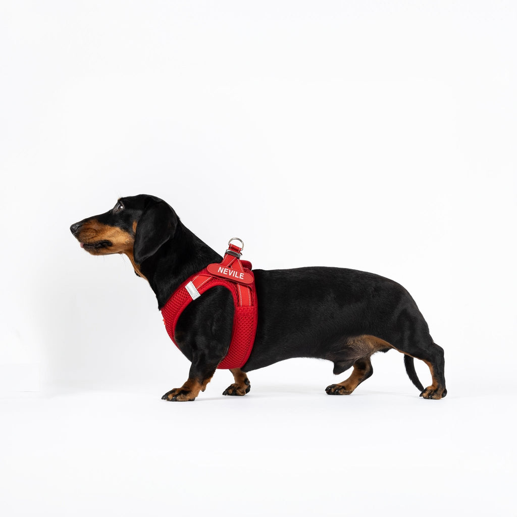 FORMFIT® Mesh Harness - Slickers ◊ Doghouse