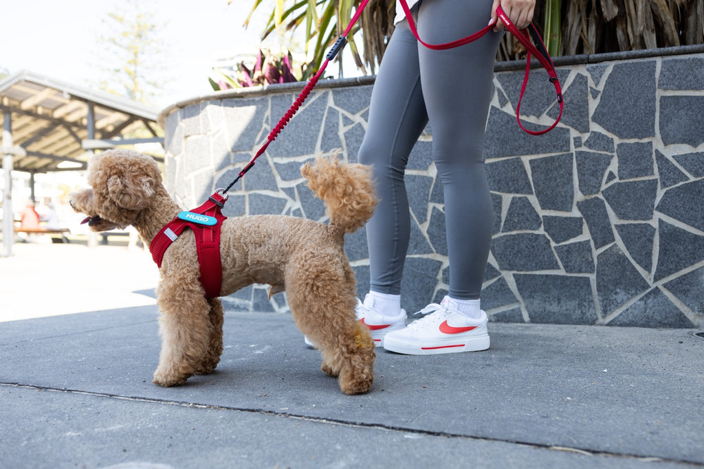 FORMFIT® Mesh Harness - Slickers ◊ Doghouse