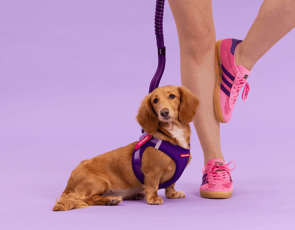 FORMFIT® Mesh Harness - Slickers ◊ Doghouse