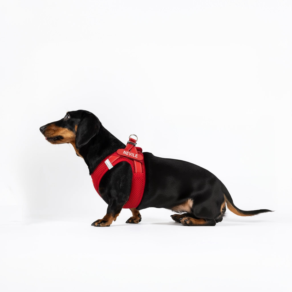 FORMFIT® Mesh Harness - Slickers ◊ Doghouse