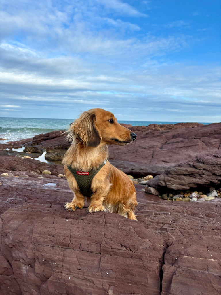 FORMFIT® Mesh Harness - Slickers ◊ Doghouse